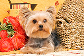 DOG 02 JE0021 01
Yorkshire Terrier Laying By Flowers And Baskets