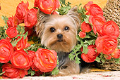 DOG 02 JE0022 01
Yorkshire Terrier Laying By Flowers