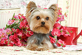 DOG 02 JE0023 01
Yorkshire Terrier Laying By Flowers