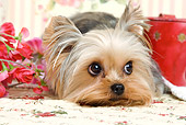 DOG 02 JE0024 01
Yorkshire Terrier Laying By Flowers