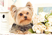 DOG 02 JE0025 01
Yorkshire Terrier Laying By Flowers