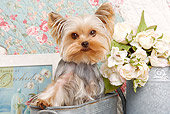 DOG 02 JE0026 01
Yorkshire Terrier Standing In Planter By Flowers