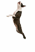 DOG 02 JE0029 01
Boston Terrier Jumping Up On White Seamless