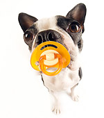 DOG 02 JE0033 01
Close-Up Of Boston Terrier Sitting On White Seamless Sucking Pacifier
