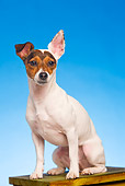 DOG 02 JE0038 01
Jack Russell Terrier Sitting On Platform