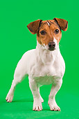 DOG 02 JE0039 01
Jack Russell Terrier Standing On Green Seamless