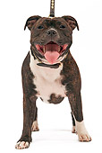 DOG 02 JE0041 01
American Staffordshire Terrier Standing On White Seamless