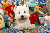 DOG 02 KH0057 01
West Highland Terrier Laying In Pile Of Stuffed Animals