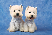 DOG 02 KH0058 01
West Highland Terriers Sitting In Blue Studio