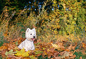 DOG 02 KH0063 01
West Highland Terrier Sitting In Fallen Leaves And Grass