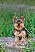 DOG 02 KH0064 01
Portrait Of Yorkshire Terrier Sitting On Log