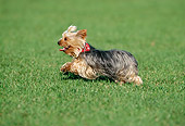 DOG 02 KH0065 01
Yorkshire Terrier Running On Grass Profile