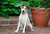 DOG 02 CE0088 01
Jack Russell Terrier Sitting On Patio By Planter