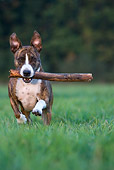 DOG 02 KH0011 01
Brindle American Staffordshire Terrier Running Carrying Stick In Field