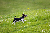 DOG 02 KH0035 01
Jack Russell Terrier Carrying Stick Running In Field Profile