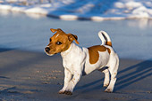 DOG 02 KH0037 01
Jack Russell Terrier Standing On Beach