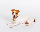 DOG 02 KS0133 01
Jack Russell Terrier Laying On White Seamless