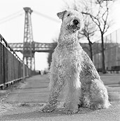 DOG 02 MQ0022 01
Airdale Terrier On Leash Sitting On Pavement Manhattan New York