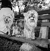 DOG 02 MQ0025 01
Two Yorkshire Terrier On Park Bench Manhattan New York