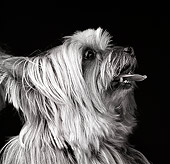 DOG 02 MR0019 01
Portrait Profile Head Shot Of Yorkshire Terrier Tongue Out