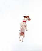 DOG 02 RK0022 01
Jack Russell Terrier 