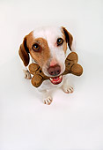 DOG 02 RK0051 01
Wide Angle Of Jack Russell Terrier With Bone In Mouth White Seamless