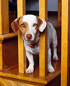 DOG 02 RK0079 04
Jack Russell Terrier Poking Head Out By Stairs