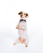 DOG 02 RK0120 13
Jack Russell Terrier Begging On White Seamless Studio