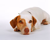 DOG 02 RK0122 03
Head Shot Of Jack Russell Terrier Laying With Head Down White Seamless Studio