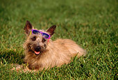 DOG 02 RK0204 04
Cairn Terrier Laying On Grass Wearing Sunglasses On Head