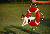 DOG 02 RK0209 13
Jack Russell Terrier Jumping Through Orange Life Preserver On Grass