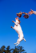 DOG 02 RK0344 07
Jack Russell Jumping In Air To Toy Rope Blue Sky