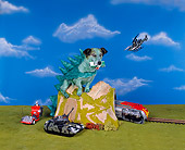 DOG 02 RK0382 05
Dogzilla
Green Jack Russell Terrier Sitting On Tunnel With Car In Mouth