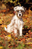 DOG 02 SS0001 01
Jack Russell Terrier Sitting In Fallen Leaves