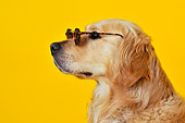 DOG 03 JD0002 01
Head Shot Of Golden Retriever Wearing Sunglasses