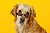DOG 03 JD0003 01
Head Shot Of Golden Retriever Wearing Sunglasses