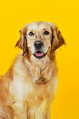 DOG 03 JD0004 01
Head Shot Of Golden Retriever Wearing Glasses