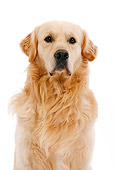 DOG 03 JE0001 01
Head Shot Of Golden Retriever Sitting On White Seamless