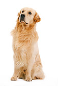 DOG 03 JE0002 01
Golden Retriever Sitting On White Seamless