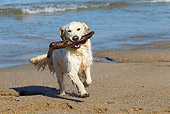 DOG 03 JE0011 01
Golden Retriever Retrieving Stick From Ocean