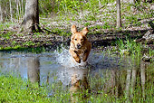 DOG 03 LS0058 01
Golden Retriever Jumping Into Puddle