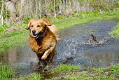 DOG 03 LS0059 01
Golden Retriever Running Through Puddle