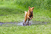 DOG 03 LS0060 01
Golden Retriever Running Through Puddle