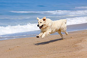 DOG 03 LS0063 01
Golden Retriever Running On Beach