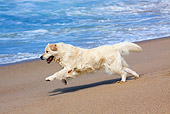 DOG 03 LS0064 01
Golden Retriever Running On Beach