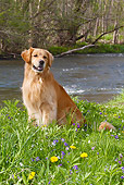DOG 03 LS0065 01
Golden Retriever Sitting On Grass By River