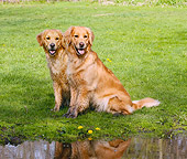 DOG 03 LS0066 01
Two Golden Retrievers Sitting On Grass By Water