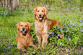 DOG 03 LS0068 01
Two Golden Retrievers On Grass With Blue Wildflowers