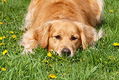 DOG 03 LS0069 01
Close-Up Of Golden Retriever Laying On Grass