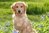 DOG 03 LS0070 01
Close-Up Of Golden Retriever Sitting By Blue Wildflowers